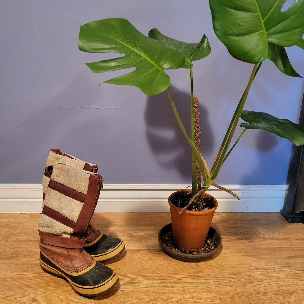 Sorel Helen of Tundra II Women's Winter Boots (pair) size 8, brown